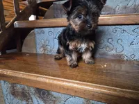 Tinker Belle, a female Yorkshire Terrier for sale in Crawfordsville, IN – Photo 3 of 6