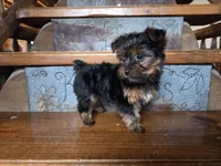 Tinker Belle, a female Yorkshire Terrier for sale in Crawfordsville, IN – Photo 4 of 6