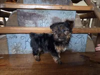 Tinker Belle, a female Yorkshire Terrier for sale in Crawfordsville, IN – Photo 5 of 6