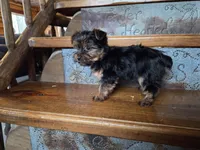 Tinker Belle, a female Yorkshire Terrier for sale in Crawfordsville, IN – Photo 2 of 6