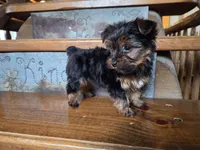 Tinker Belle, a female Yorkshire Terrier for sale in Crawfordsville, IN – Photo 1 of 6