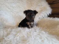 Tinker Belle, a female Yorkshire Terrier for sale in Crawfordsville, IN – Photo 6 of 6