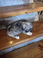 Smokey, a male Maltese and Poodle - Miniature  for sale in Crawfordsville, IN – Photo 7 of 10