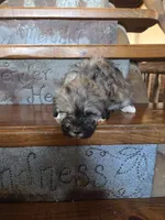 Smokey, a male Maltese and Poodle - Miniature  for sale in Crawfordsville, IN – Photo 6 of 10