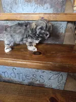 Smokey, a male Maltese and Poodle - Miniature  for sale in Crawfordsville, IN – Photo 8 of 10