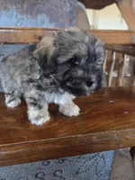 Smokey, a male Maltese and Poodle - Miniature  for sale in Crawfordsville, IN – Photo 1 of 10