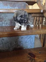 Smokey, a male Maltese and Poodle - Miniature  for sale in Crawfordsville, IN – Photo 5 of 10