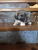 Smokey, a male Maltese and Poodle - Miniature  for sale in Crawfordsville, IN – Photo 10 of 10