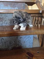 Smokey, a male Maltese and Poodle - Miniature  for sale in Crawfordsville, IN – Photo 3 of 10