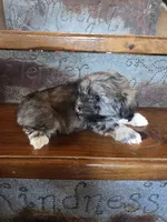 Smokey, a male Maltese and Poodle - Miniature  for sale in Crawfordsville, IN – Photo 9 of 10