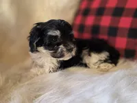 Minnie Mouse, a female Maltese and Poodle - Toy  for sale in Crawfordsville, IN – Photo 1 of 9
