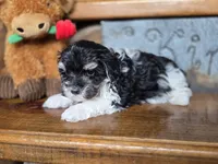 Minnie Mouse, a female Maltese and Poodle - Toy  for sale in Crawfordsville, IN – Photo 7 of 9