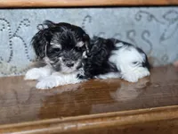 Minnie Mouse, a female Maltese and Poodle - Toy  for sale in Crawfordsville, IN – Photo 4 of 9