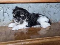 Minnie Mouse, a female Maltese and Poodle - Toy  for sale in Crawfordsville, IN – Photo 5 of 9