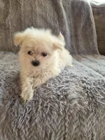 Holly, a female Maltese and Poodle - Toy  for sale in Crawfordsville, IN – Photo 6 of 7