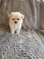Holly, a female Maltese and Poodle - Toy  for sale in Crawfordsville, IN – Photo 7 of 7