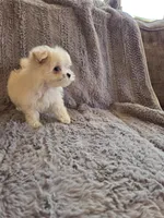 Holly, a female Maltese and Poodle - Toy  for sale in Crawfordsville, IN – Photo 3 of 7