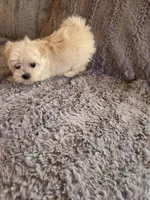 Holly, a female Maltese and Poodle - Toy  for sale in Crawfordsville, IN – Photo 1 of 7