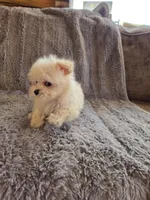 Holly, a female Maltese and Poodle - Toy  for sale in Crawfordsville, IN – Photo 5 of 7