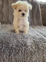 Holly, a female Maltese and Poodle - Toy  for sale in Crawfordsville, IN – Photo 4 of 7