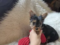 Romeo, a male Yorkshire Terrier for sale in Crawfordsville, IN – 3 of 4