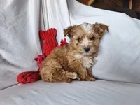 Rolly, a male Maltese and Yorkshire Terrier for sale in Crawfordsville, IN – 3 of 9