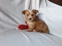 Rolly, a male Maltese and Yorkshire Terrier for sale in Crawfordsville, IN – 2 of 9