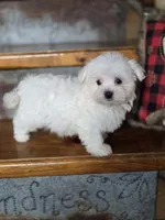 Happy, a male Maltese for sale in Crawfordsville, IN – Photo 3 of 8