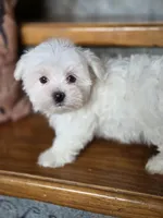 Happy, a male Maltese for sale in Crawfordsville, IN – Photo 2 of 8