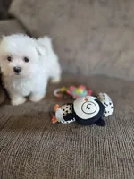 Happy, a male Maltese for sale in Crawfordsville, IN – Photo 8 of 8