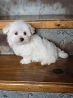 Happy, a male Maltese for sale in Crawfordsville, IN – Photo 4 of 8