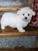 Happy, a male Maltese for sale in Crawfordsville, IN – Photo 5 of 8