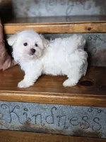Happy, a male Maltese for sale in Crawfordsville, IN – Photo 6 of 8