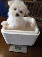 Happy, a male Maltese for sale in Crawfordsville, IN – Photo 1 of 8
