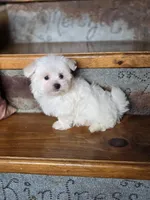 Happy, a male Maltese for sale in Crawfordsville, IN – Photo 7 of 8