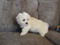 Ace, a male Maltese for sale in Crawfordsville, IN – Photo 8 of 8