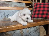 Greyson , a male Maltese for sale in Crawfordsville, IN – Photo 2 of 5