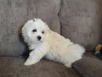 Ace, a male Maltese for sale in Crawfordsville, IN – Photo 6 of 8