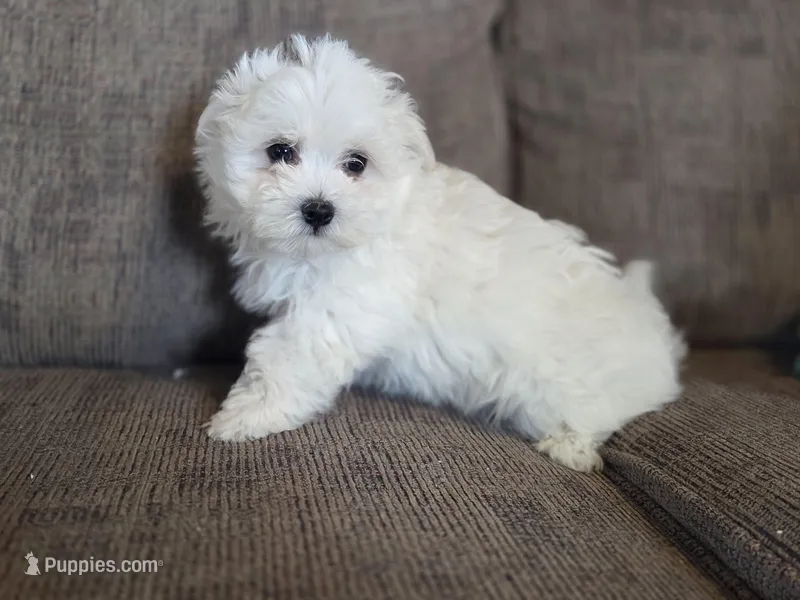 Ace – Maltese puppy for sale in Crawfordsville, IN