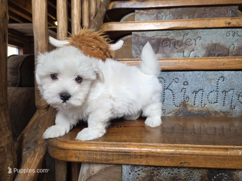 Greyson , a male Maltese for sale in Crawfordsville, IN – Photo 1 of 5