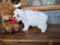 Greyson , a male Maltese for sale in Crawfordsville, IN – Photo 5 of 5