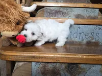 Greyson , a male Maltese for sale in Crawfordsville, IN – Photo 3 of 5
