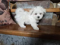 Ace, a male Maltese for sale in Crawfordsville, IN – Photo 4 of 8