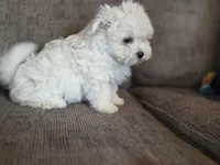 Ace, a male Maltese for sale in Crawfordsville, IN – Photo 3 of 8