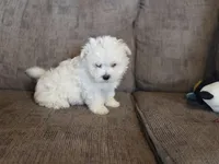 Ace, a male Maltese for sale in Crawfordsville, IN – Photo 7 of 8