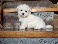 Ace, a male Maltese for sale in Crawfordsville, IN – Photo 2 of 8