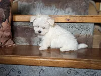 Ace, a male Maltese for sale in Crawfordsville, IN – Photo 5 of 8