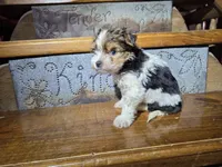 Cooper SALE, a male Yorkshire Terrier for sale in Crawfordsville, IN – Photo 6 of 9