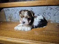 Cooper SALE, a male Yorkshire Terrier for sale in Crawfordsville, IN – Photo 8 of 9