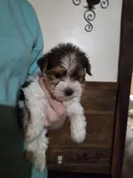 Cooper SALE, a male Yorkshire Terrier for sale in Crawfordsville, IN – Photo 2 of 9